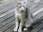 Avatar von gert